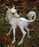 Image result for Cute Cartoon Unicorn Animals