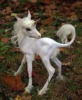 Image result for Cute Funny Unicorns