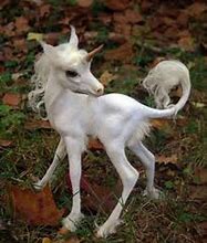 Image result for Mean Unicorn