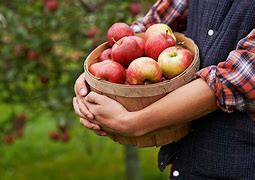 Image result for Apple Picking in New York