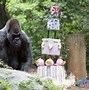 Image result for Ozzie world%27s oldest gorilla dies