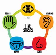 Image result for 5 Senses Display