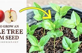 Image result for Grow an Apple Tree From Seed