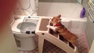 Image result for Dog Using Phone Toilet