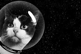 Image result for Black and White Cat in Space