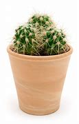 Image result for Cacti in Pots