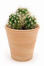 Image result for Cactus Plants in Pots