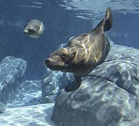 Image result for Zoo Sea Lion