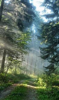 Image result for Nature Wallpaper iPhone 6s
