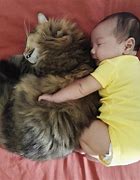 Image result for Crying Cat Eating