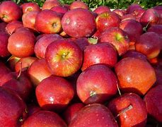 Image result for Real Red Apple