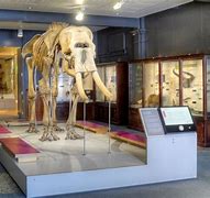 Image result for Museum Display Stands