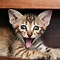 Image result for Cat with Funny Face