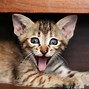 Image result for Cat Shocked Funny Face