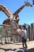 Image result for giraffe feeding