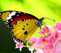 Image result for Beautiful Butterfly Screensavers
