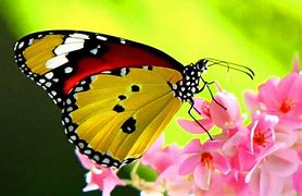 Image result for Butterfly Wallpaper for Walls