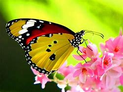 Image result for Beautiful Butterfly Graphics