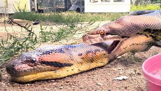 Image result for Snake vs Anaconda