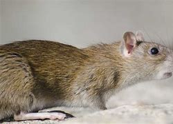 Image result for Common Mouse