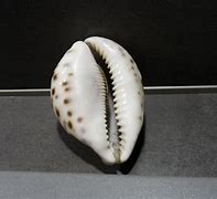 Image result for Porcelaine Coquillage