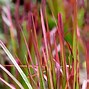 Image result for Moss Rocks and Blood Grass