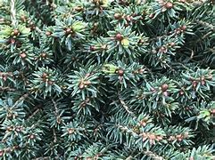 Image result for Picea abies Little Gem