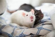 Image result for Pet Rat Supplies