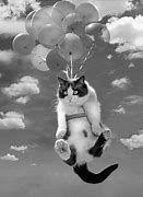 Image result for Floatin Ball Cat Meme