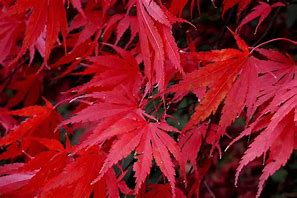 Image result for Japanese Maple Leaf Shape