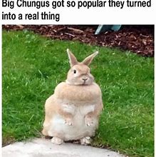 Image result for Fat Bunny Meme