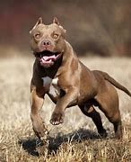 Image result for Pit Bull Guard Dogs