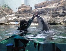 Image result for Osaka Aquarium Penguins