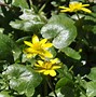 Image result for Ranunculus ficaria Aurantiacus