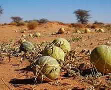 Image result for North African Plants