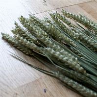 Image result for espigas de trigo