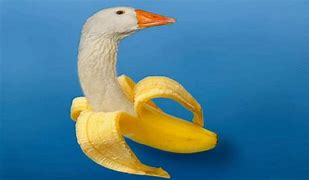Image result for Banana Goose Meme