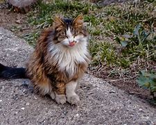 Image result for Stray Cats in Duluth