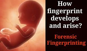 Image result for Baby Fingerprints