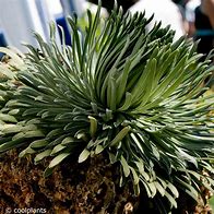 Saxifraga longifolia के लिए छवि परिणाम