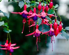 Image result for Fuchsia Color Flowers