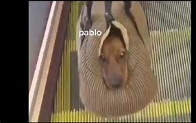 Image result for Pablo Dog Meme