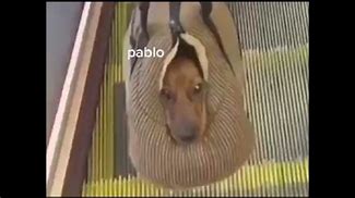 Image result for Pablo the Dog Meme