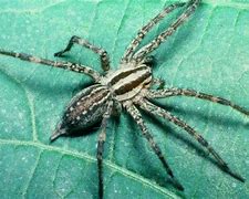 Image result for Biggest Spider Found