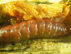 Image result for "pickleworm"