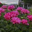 Image result for Paeonia lactiflora Paula Fay