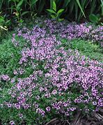 Image result for Thymus praecox Minor