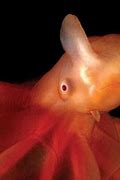 Image result for Weird Sea Creatures