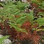 Image result for Pteridium aquilinum