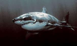 Image result for BAPE Shark Wallpaper HD